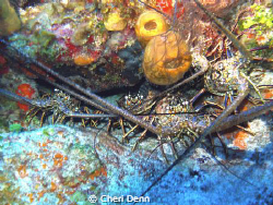 Five lobster all crammed together. by Cheri Denn 
